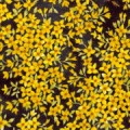 Fiberworks Harmony Yellow Flowers On Black